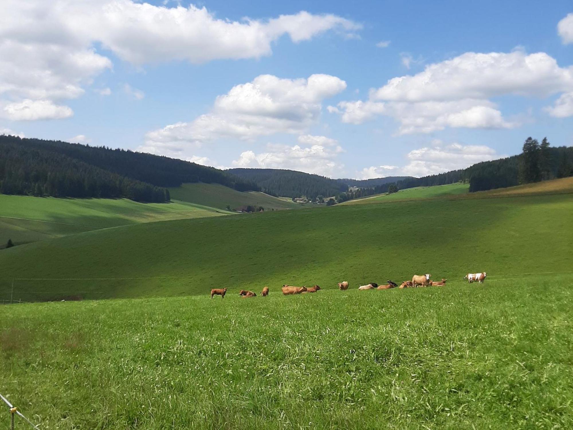 Appartamento Haus Zum Sternen Vöhrenbach Esterno foto